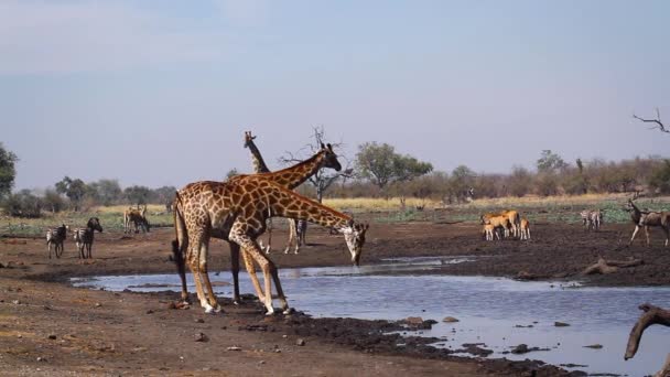 Tre Giraffer Vid Vattenhål Kruger Nationalpark Sydafrika Art Giraffa Camelopardalis — Stockvideo