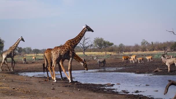 Три Жирафа Водопоя Национальном Парке Крюгер Южная Африка Вид Giraffa — стоковое видео