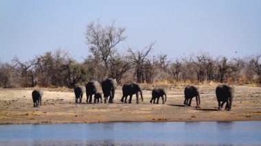 African bush elephant group walking front view to water in Kruger National park, South Africa ; Specie Loxodonta africana family of Elephantidae