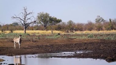 Plains zebra and blue wildebeest walking to waterhole in Kruger National park, South Africa ; Specie Equus quagga burchellii family of Equidae
