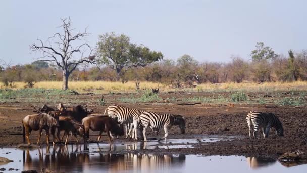南非克鲁格国家公园 草原斑马和蓝色的羚羊走向水坑 Equidae的Specie Equus Quagga Burchellii族 — 图库视频影像