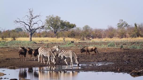 南アフリカのクルーガー国立公園のウォーターホールへの平原ゼブラとブルーの野生動物の散歩 EquidaeのSpecie Equus Quagga Burchelli家族 — ストック動画