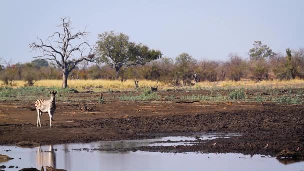 南アフリカのクルーガー国立公園のウォーターホールへの平原ゼブラとブルーの野生動物の散歩 EquidaeのSpecie Equus Quagga Burchelli家族 — ストック動画