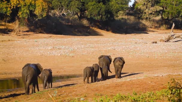 Afrikansk Buske Elefant Famlily Grupp Promenader Flodbanken Efter Bad Kruger — Stockvideo