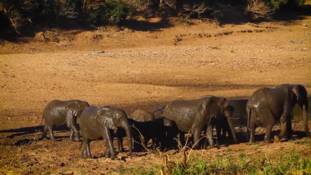 Αφρικανική Ομάδα Ελέφαντα Θάμνος Famlily Περπάτημα Στην Όχθη Του Ποταμού — Αρχείο Βίντεο
