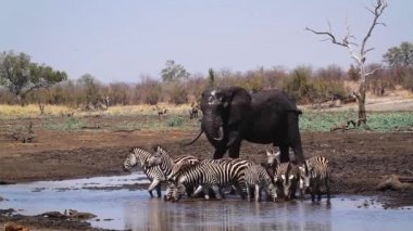 African bush elephant and plains zebra at waterhole in Kruger National park, South Africa ; Specie Loxodonta africana family of Elephantidae
