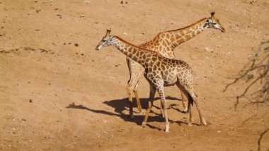 Two Giraffes necking in sand riverbed in Kruger National park, South Africa ; Specie Giraffa camelopardalis family of Giraffidae