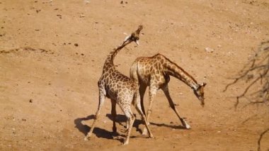 Two Giraffes necking in sand riverbed in Kruger National park, South Africa ; Specie Giraffa camelopardalis family of Giraffidae
