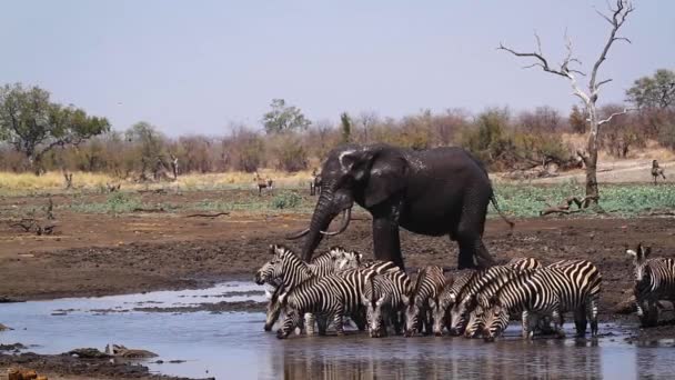 Afrikansk Bush Elefant Och Slätter Zebra Vid Vattenhål Kruger National — Stockvideo