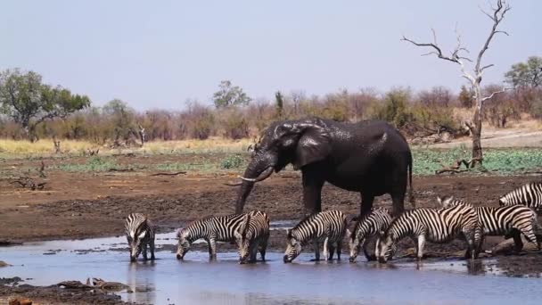 Afrikansk Bush Elefant Och Slätter Zebra Vid Vattenhål Kruger National — Stockvideo