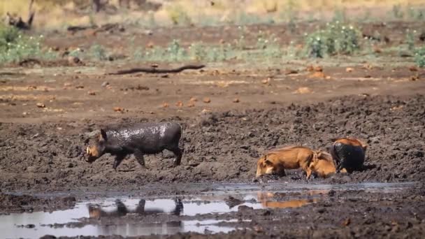 Vanlig Vårtsvin Familj Lera Bad Kruger National Park Sydafrika Specie — Stockvideo