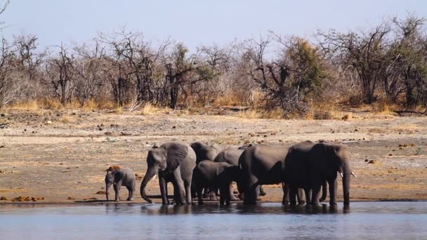 African Bush Elephant Herd Drinking Lake Side Front View Kruger — Stockvideo