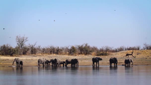 African Bush Elephant Herd Drinking Lake Side Front View Kruger — Video Stock