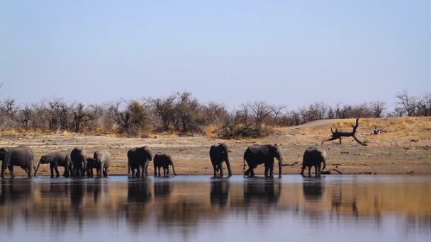南非克鲁格国家公园湖滨景色下的非洲丛林大象群 Elephantidae的非洲小象科物种 — 图库视频影像