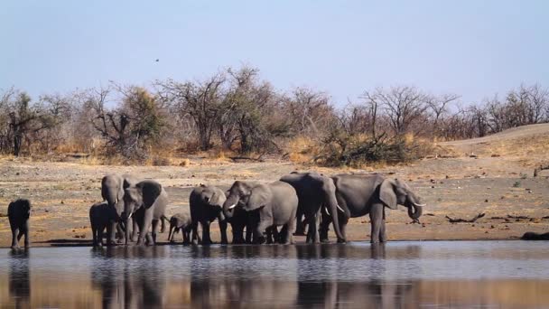 African Bush Elephant Herd Drinking Lake Side Front View Kruger — Stockvideo