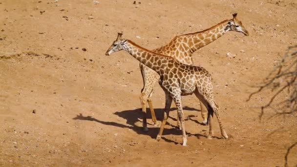 位于南非克鲁格国家公园沙河床上的两只长颈鹿 长颈鹿科物种 — 图库视频影像