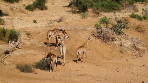 Liten Grupp Giraffer Sandig Flodbädd Kruger Nationalpark Sydafrika Art Giraffa — Stockvideo