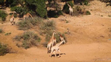 Small group of Giraffes in sandy riverbed in Kruger National park, South Africa ; Specie Giraffa camelopardalis family of Giraffidae