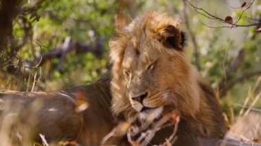 African lion male relaxing in the bush in Kruger National park, South Africa ; Specie Panthera leo family of Felidae