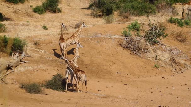 南アフリカのクルーガー国立公園の砂の河床のキリンの小グループ Giraffa Camelopardalisの種 — ストック動画