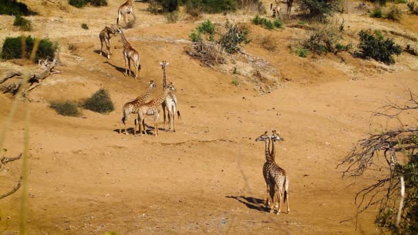 Small Group Giraffes Sandy Riverbed Kruger National Park South Africa — Stockvideo
