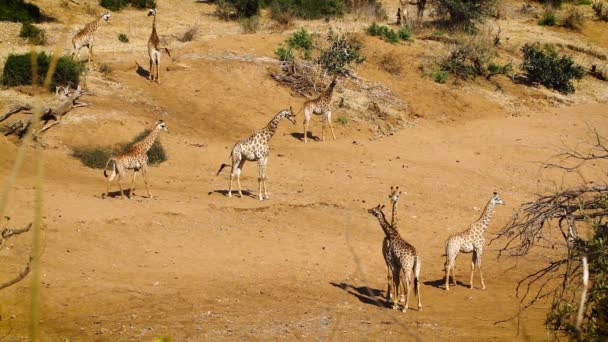 Небольшая Группа Жирафов Песчаном Русле Реки Национальном Парке Крюгер Южная — стоковое видео