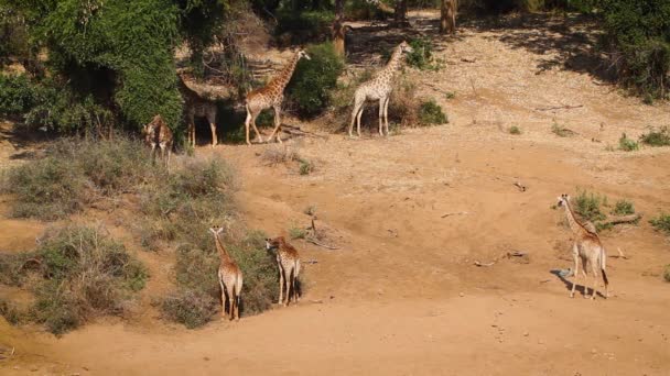 Small Group Giraffes Sandy Riverbed Kruger National Park South Africa — Stock Video