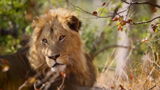 African Lion Male Relaxing Bush Kruger National Park South Africa — Vídeos de Stock