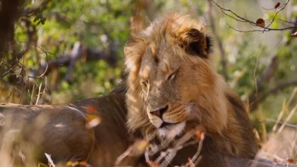 African Lion Male Relaxing Bush Kruger National Park South Africa — Stockvideo