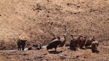 Spotted hyaena on carcass chassing vultures in Kruger National park, South Africa ; Specie Crocuta crocuta family of Hyaenidae