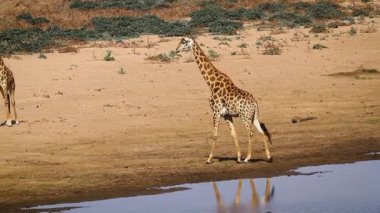 Giraffe walking on riverbank in front of another giraffe in Kruger National park, South Africa ; Specie Giraffa camelopardalis family of Giraffidae