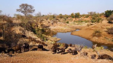African buffalo herd in waterhole scenery in Kruger National park, South Africa ; Specie Syncerus caffer family of Bovidae