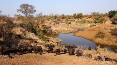 African buffalo herd in waterhole scenery in Kruger National park, South Africa ; Specie Syncerus caffer family of Bovidae