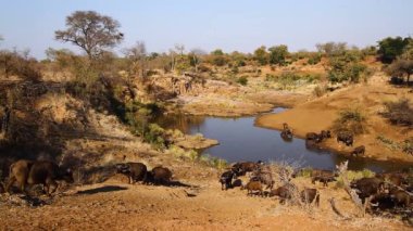 African buffalo herd in waterhole scenery in Kruger National park, South Africa ; Specie Syncerus caffer family of Bovidae