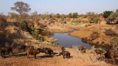 African buffalo herd in waterhole scenery in Kruger National park, South Africa ; Specie Syncerus caffer family of Bovidae