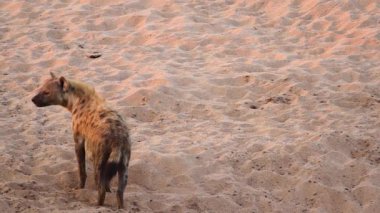 Two Spotted hyaena playing in sand dune in Kruger National park, South Africa ; Specie Crocuta crocuta family of Hyaenidae