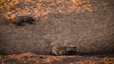 Spotted hyaena eating on carcass at twilight in Kruger National park, South Africa ; Specie Crocuta crocuta family of Hyaenidae