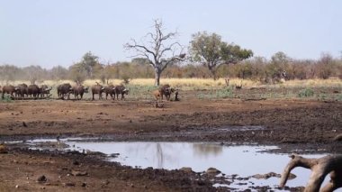 African buffalo herd walking to waterhole in Kruger National park, South Africa ; Specie Syncerus caffer family of Bovidae
