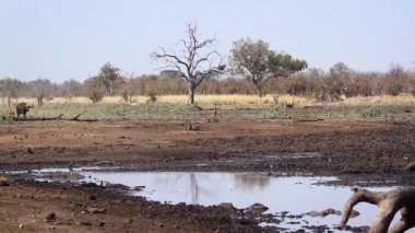 African buffalo herd walking to waterhole in Kruger National park, South Africa ; Specie Syncerus caffer family of Bovidae