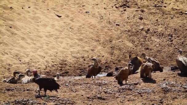 Spotted Hyaena Carcass Chassing Vultures Kruger National Park South Africa — Stok video