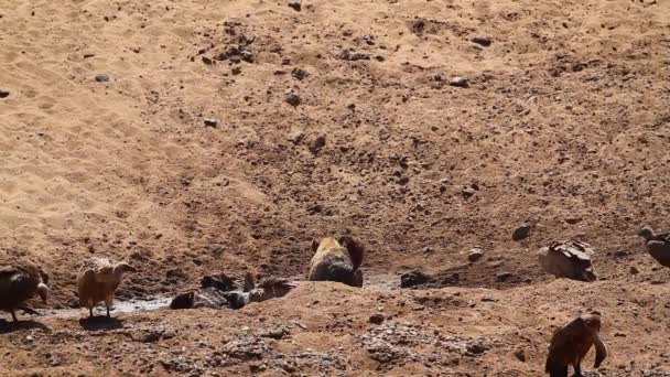 南アフリカのクルーガー国立公園の死骸流跡にハイエナを発見しました ハイエン科のクロタ科クロタ属 — ストック動画