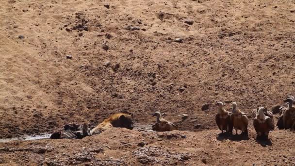 Spotted Hyaena Carcass Chassing Vultures Kruger National Park South Africa — Vídeo de Stock