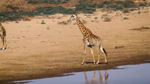 南アフリカのクルーガー国立公園の他のキリンの前の川岸を歩くキリン Giraffa Camelopardalisの種 — ストック動画