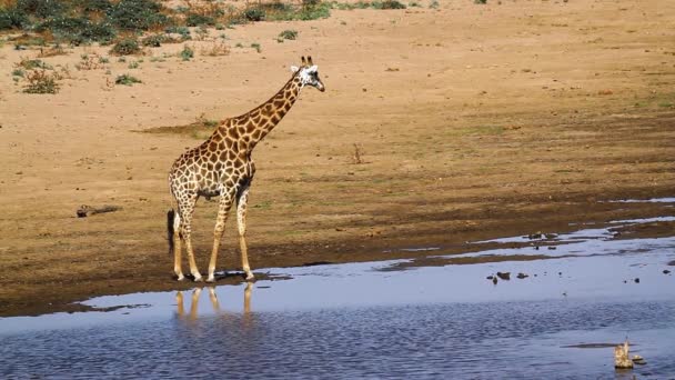 Giraffe Drinking Lakeside Kruger National Park Sudáfrica Specie Giraffa Camelopardalis — Vídeo de stock