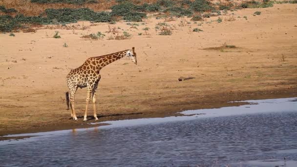 南アフリカのクルーガー国立公園の湖畔で飲むキリン キリン科のジラファ カモペラルダリス科 — ストック動画