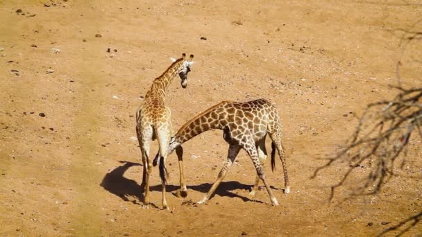 Two Giraffes Necking Sand Riverbed Kruger National Park South Africa — Wideo stockowe