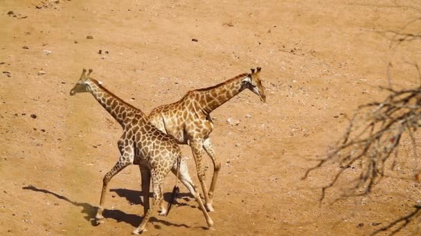 Två Giraffer Halsar Sand Flodbädd Kruger National Park Sydafrika Specie — Stockvideo