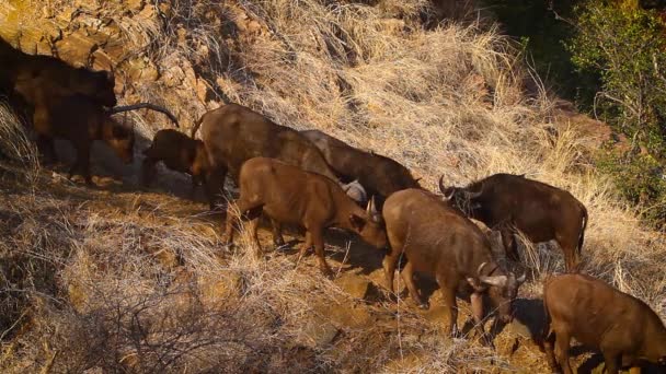在南非克鲁格国家公园下坡的非洲水牛群 Bovidae的种水牛 — 图库视频影像