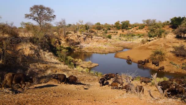南アフリカのクルーガー国立公園のウォーターホールの風景の中にアフリカの水牛の群れ 種Syncerusキャッファーの家族 — ストック動画