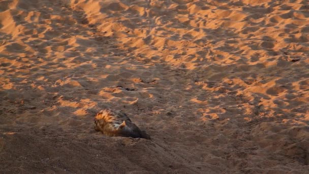Три Пятнистые Гиены Играют Песчаной Дюне Национальном Парке Крюгер Южная — стоковое видео